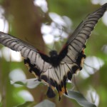 Sint Maarten Butterfly Farm