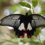Sint Maarten Butterfly Farm