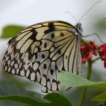 Sint Maarten Butterfly Farm