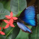 Sint Maarten Butterfly Farm