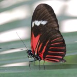 Sint Maarten Butterfly Farm