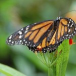 Sint Maarten Butterfly Farm