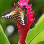 Sint Maarten Butterfly Farm