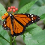 Sint Maarten Butterfly Farm