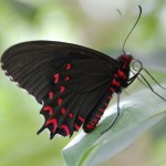 Sint Maarten Butterfly Farm