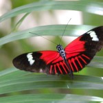 Sint Maarten Butterfly Farm