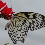 Sint Maarten Butterfly Farm